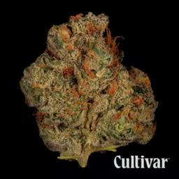 Cultivar Collection Banana Bliss - 3.5g Premium Flower