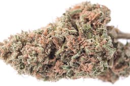 Bolo Runtz Bolo Runtz