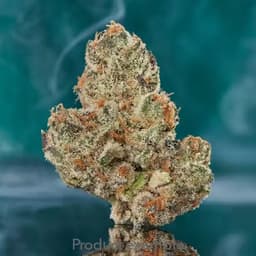 Avitas: Flower - Gelato Punch Avitas: Flower - Gelato Punch
