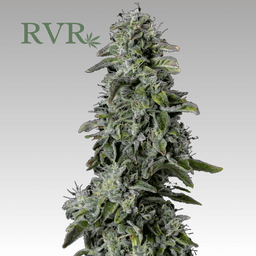 Dulce De Uva Dulce De Uva