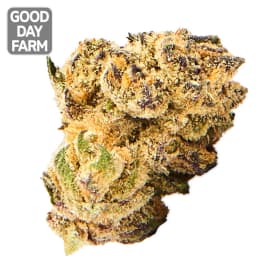 Grape Pie x Gelato 41 Grape Pie x Gelato 41